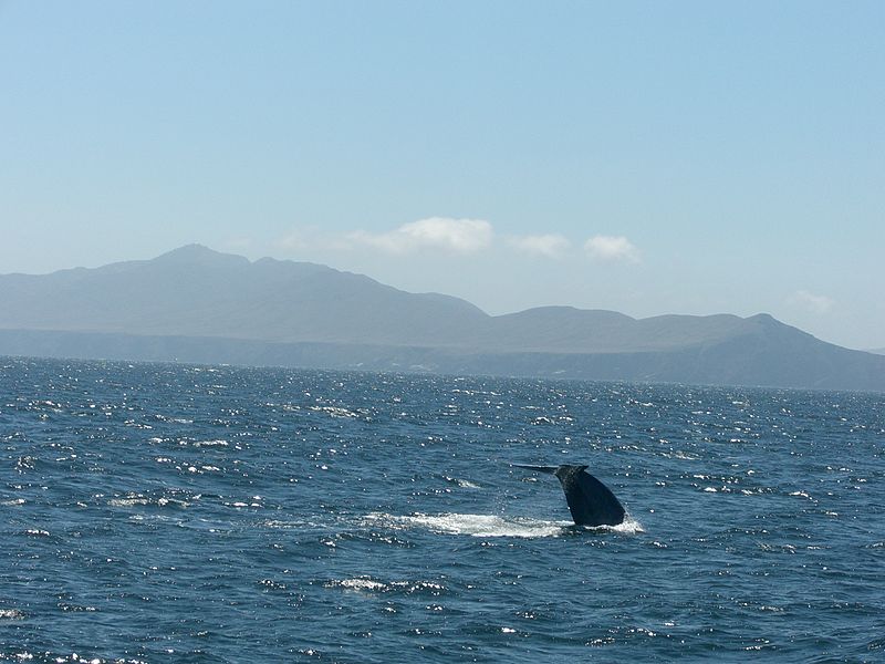 Définition | Baleine Bleue - Balaenoptera Musculus - Rorqual Bleu